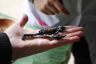 Réactions partagées entre surprise et curiosité pendant l’atelier Manger des insectes MadCityZen. | © MadCityZen